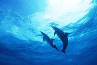 海洋生物-仰视两只在一起玩耍的海豚