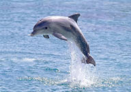 海洋生物-从水里跳跃起来的海豚特写