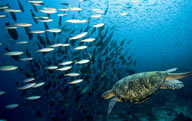 一只海龟游动在鱼群中
