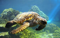 在海底珊瑚礁边上游动的海龟特写