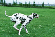 中型犬-草地上狂奔的狗狗