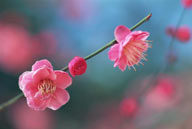 花卉物语-枝头上三朵漂亮的梅花