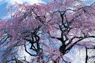花海世界-高大的粉色樱花树