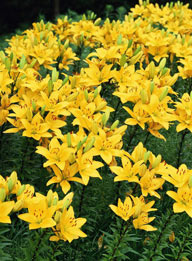 花海世界-金黄的百合花