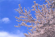 花海世界-蓝天下白色的樱花