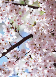 花海世界-漂亮的浅粉色樱花
