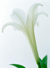 花卉物语-漂亮的白色百合花