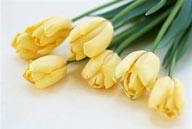 花卉物语-漂亮的黄色郁金香
