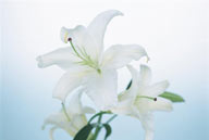 花卉物语-盛开的白色百合花
