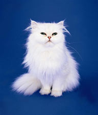 可爱猫咪的白色猫咪