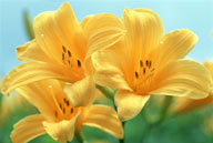 花卉物语-黄色的百合花