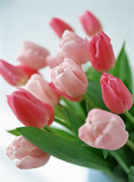 花卉物语-几支粉色郁金香花朵