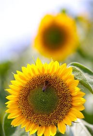 金色向日葵-大向日葵上的蜜蜂