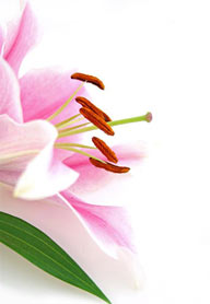 花卉物语-粉色的百合花特写