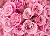 花卉物语-整齐的粉色玫瑰花情人节元素