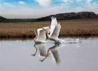 两只在水中腾飞的天鹅