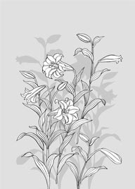 插画设计-盛开的百合花