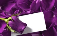 紫色玫瑰花朵花卉空白的贺卡图片下载